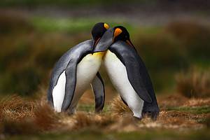 The Intriguing Love Life of Penguins Picture