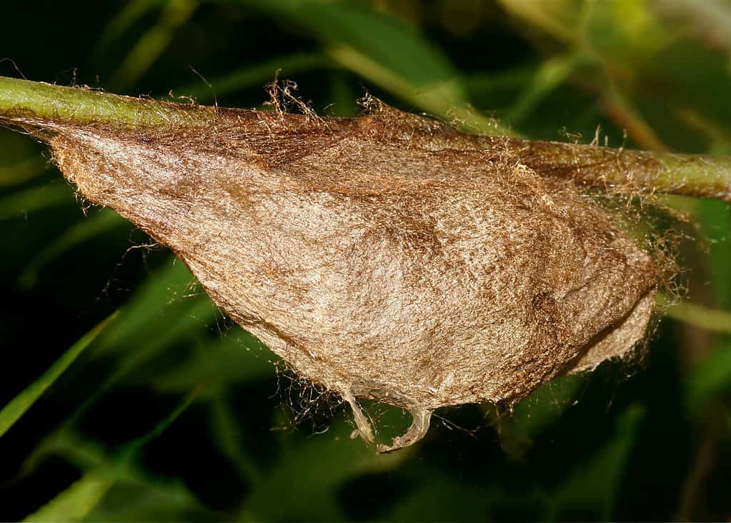 Giant cocoon of a silk moth butterfly called Cecropia Moth, Hyalaphora cecropia, spun on a willow tree branch. The cocoon is the color of brown craft paper, only much one fibrous.