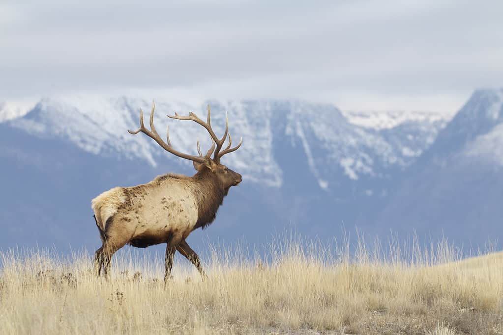 Rocky Mountain Elk, Cervus canadensis, stag walking with snow capped peaks and alpine habitat in the background; environmental portrait