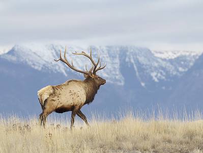A Discover 7 Animals That Roam Atop Yellowstone’s Tallest Mountain