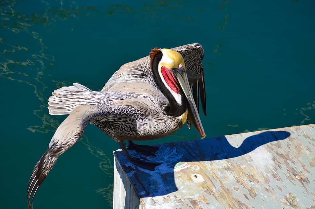 Eastern Brown Pelican.