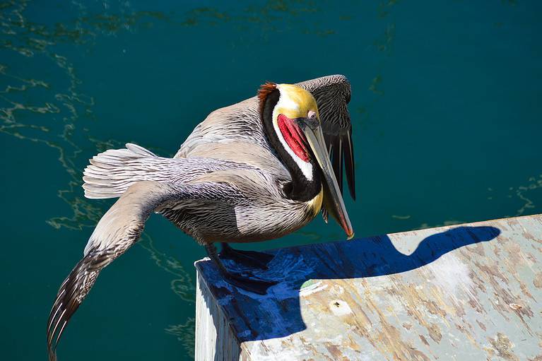 Eastern Brown Pelican.