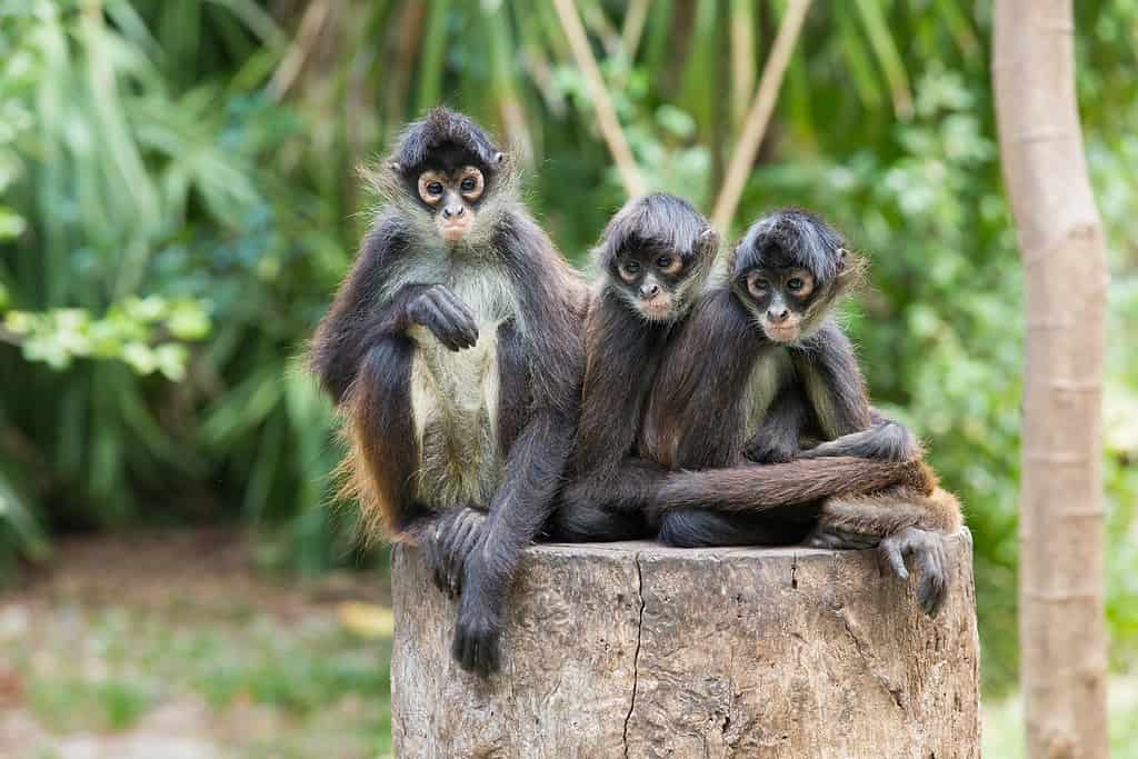 Spider monkeys on a tree.