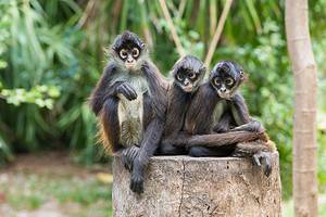 “Monkey See, Monkey Do:” Meaning and Origin Revealed photo