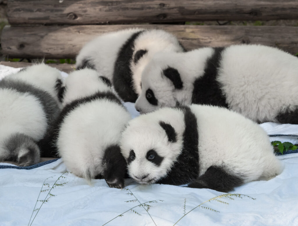 newborn panda cubs 