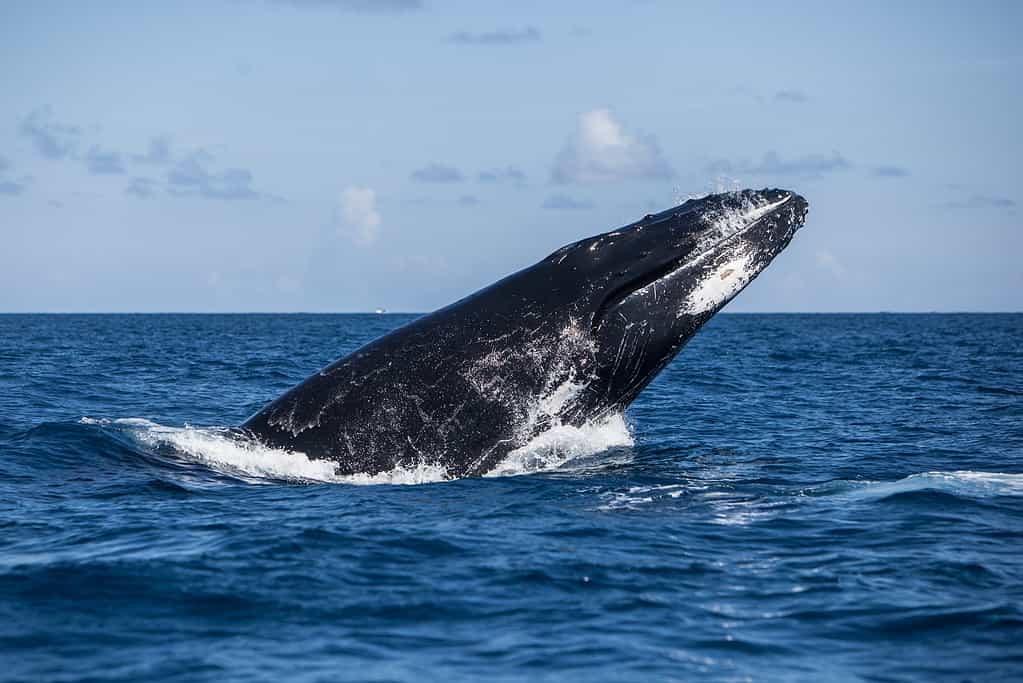 A Humpback whale (Megaptera novaeangliae) breaches out of the Atlantic Ocean. This endangered cetacean species migrates from the Northern Atlantic to the Caribbean each winter to breed or give birth.
