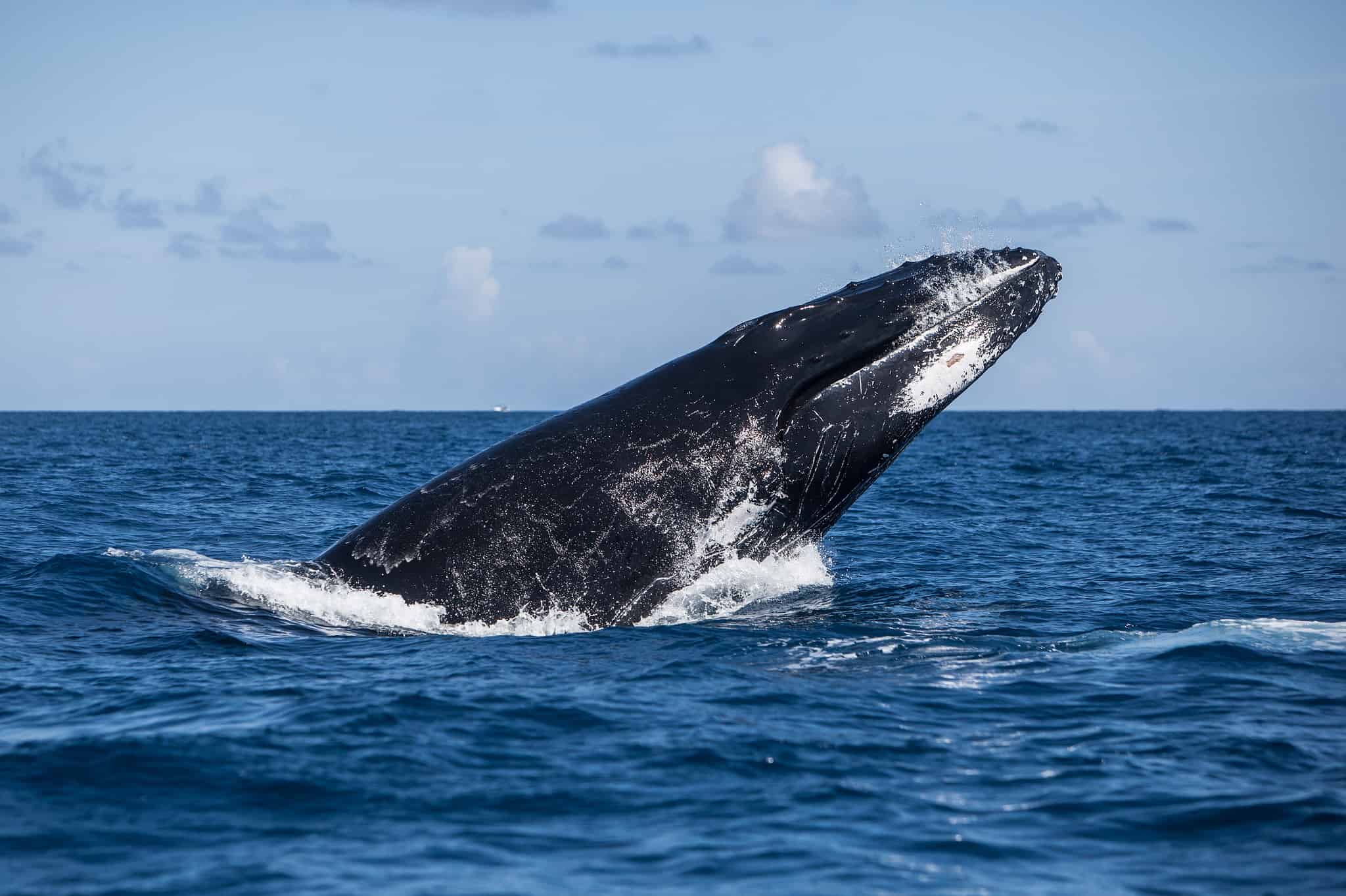 Watch: Humpback Whale Saves A Diver from Massive Tiger Shark - A-Z Animals