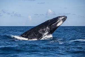 5 Types of Whales You’ll Find in San Diego (And the Best Time to See Them) Picture