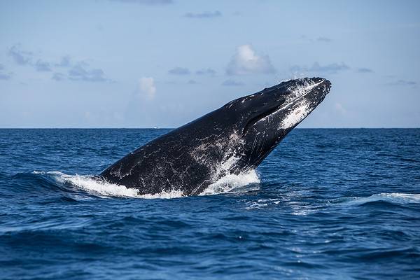 See a Huge Humpback Whale Surface and Swallow Two Kayakers Whole... Who ...