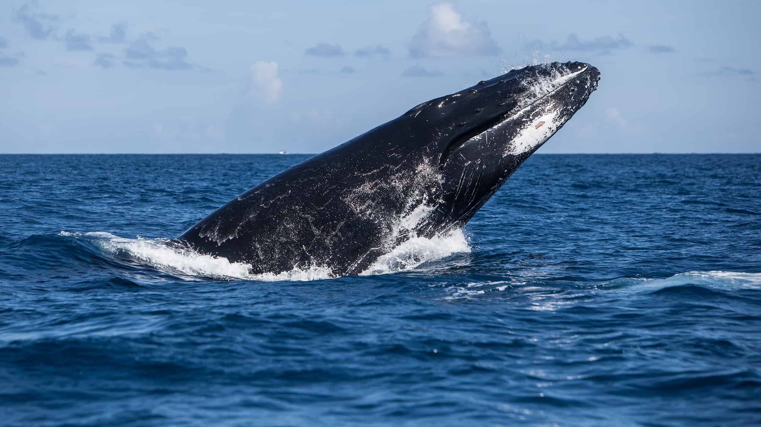 5 Types of Whales You'll Find in San Diego (And the Best Time to See ...