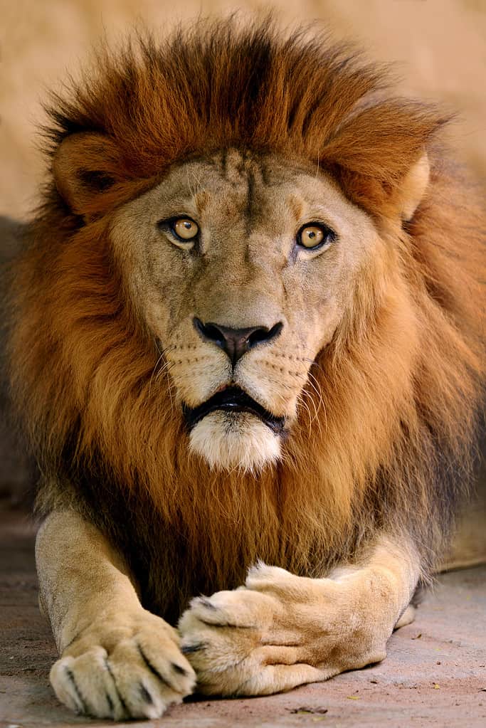 Portrait of a male lion. The lion is gold with a rusty mane. Its massive paws are positioned in from of the lion bottom center frame.