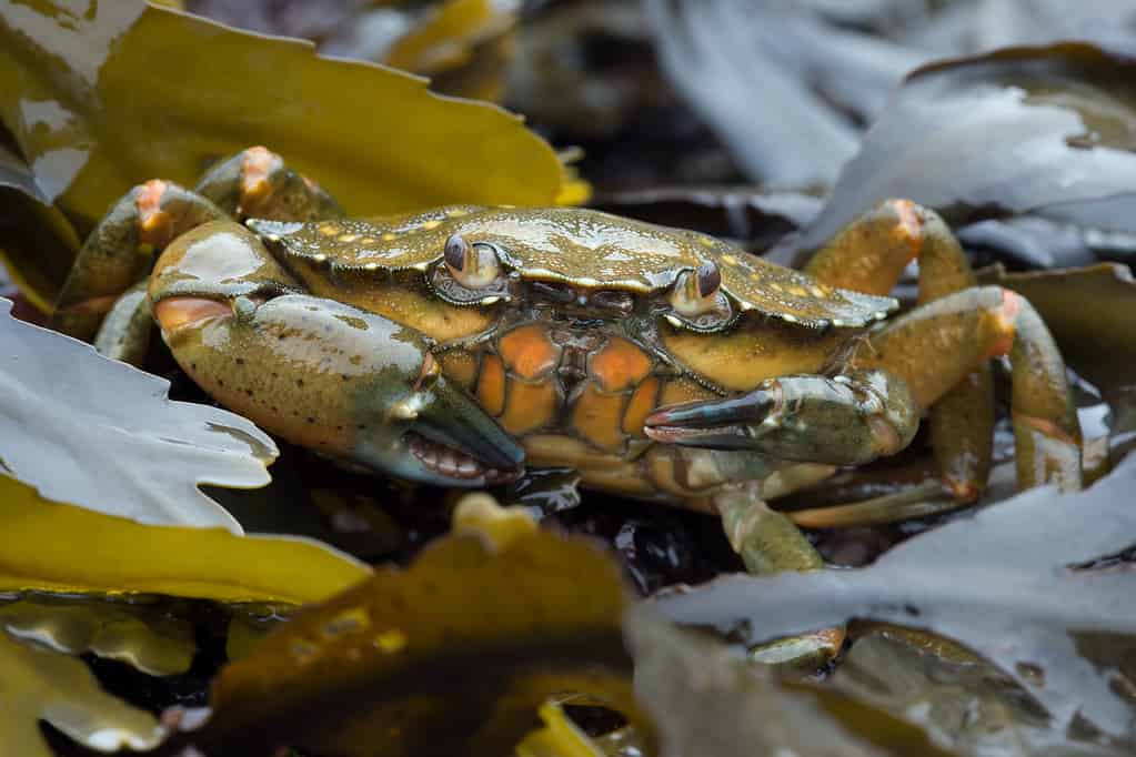European Green Crab - Invasive Animals by State