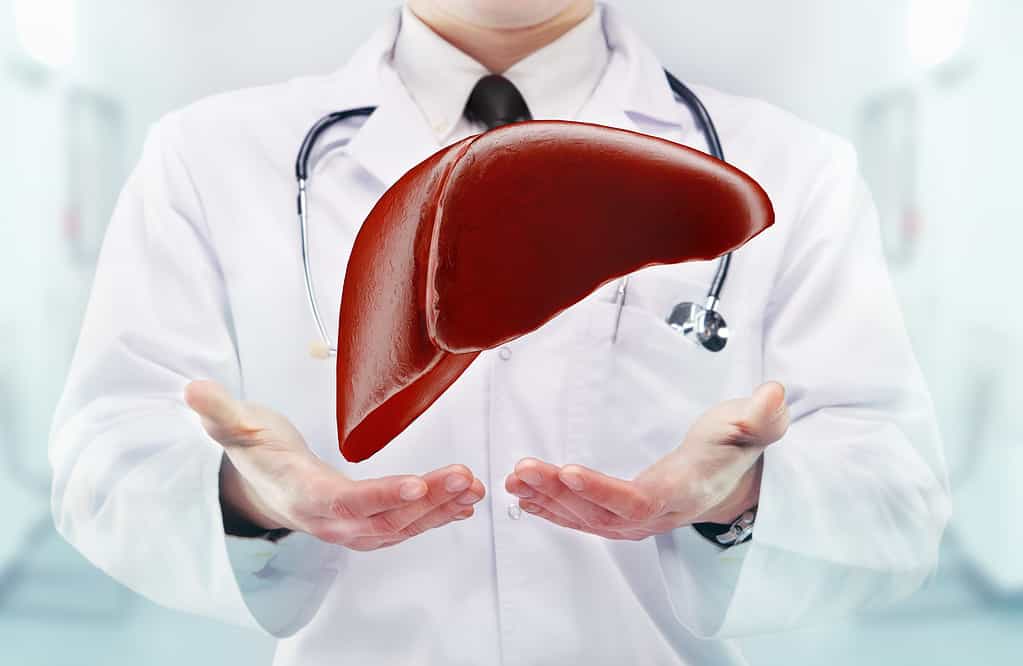 Doctor with stethoscope and liver on the hands in a hospital. High resolution.