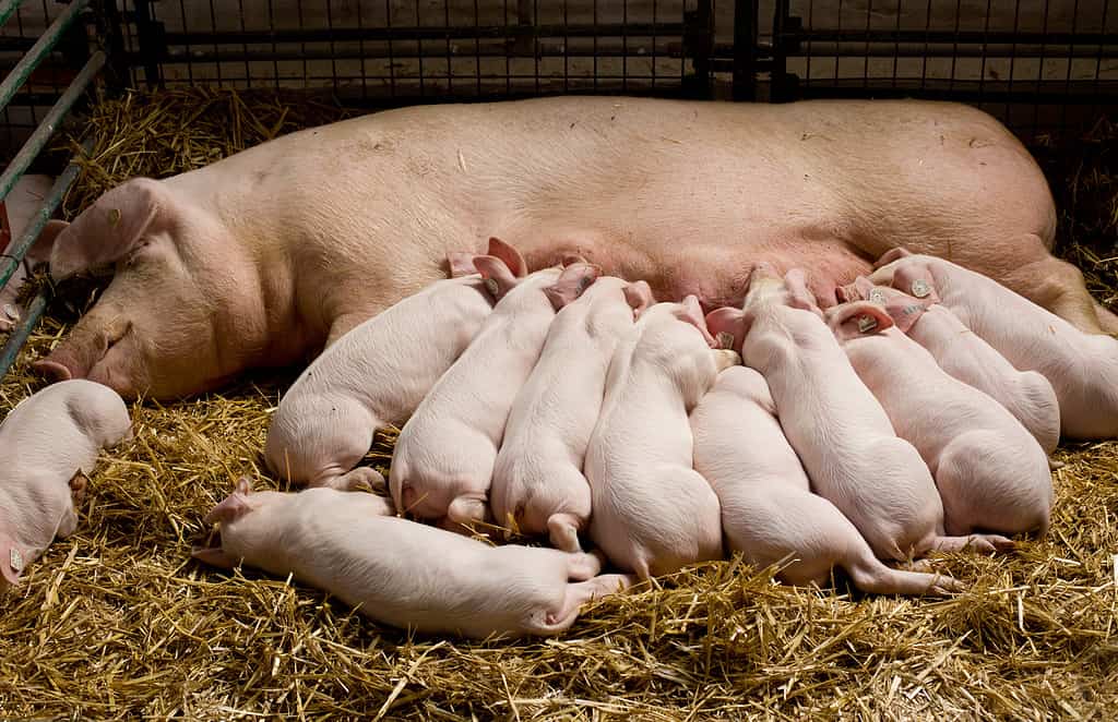 Fertile sow lying on hay and piglets suckling in barn