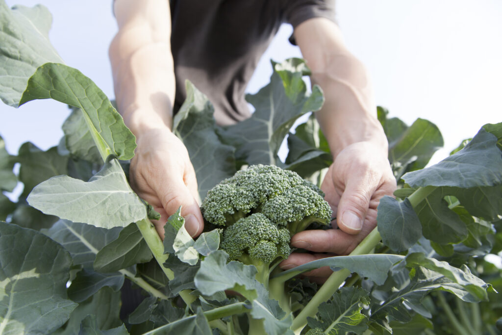 farmer picking broccoli
