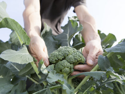 A How to Grow Broccoli: Your Complete Guide