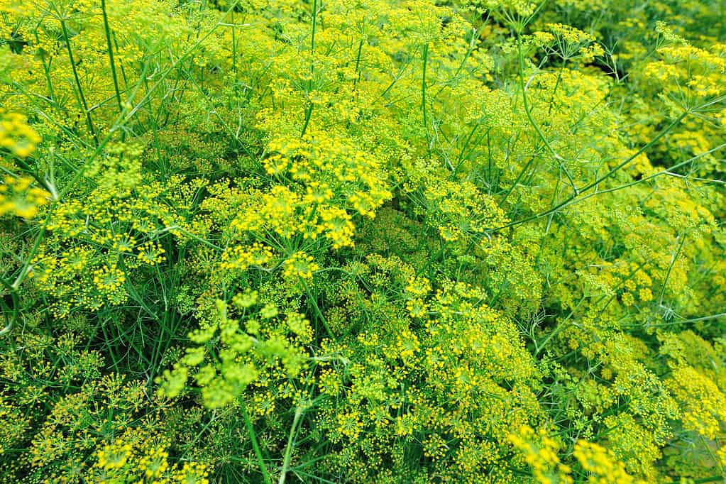 Fennel (Foeniculum vulgare)