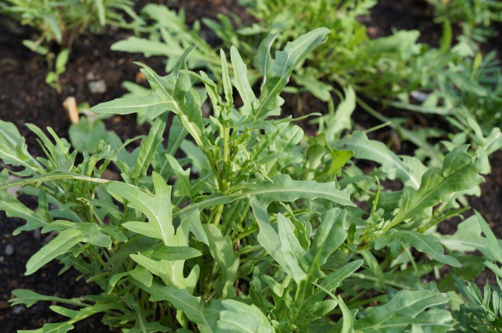 Wild rocket arugula salad growing in the garden