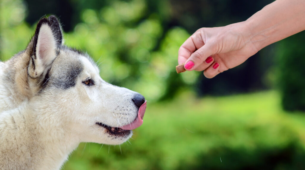 Feeding dog - Owners hand feeding dog