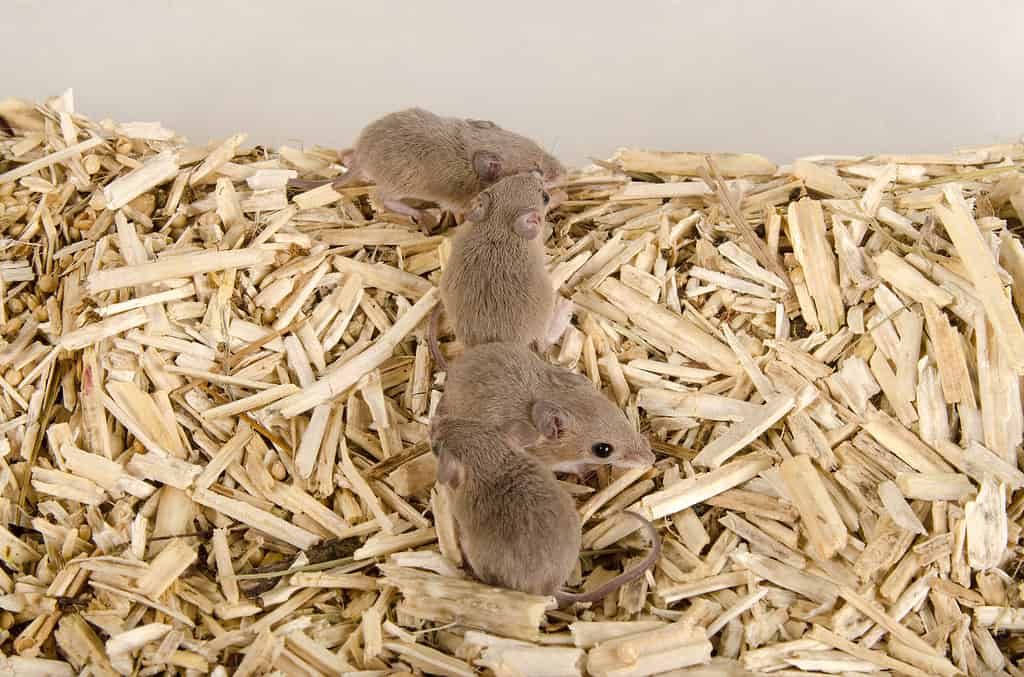 A group of four Mus minutoides or African dwarf mice on bedding.