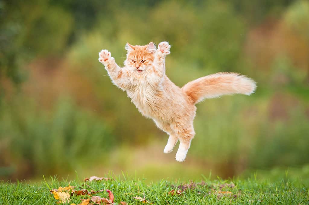 秋に空を飛んでいる面白い赤猫