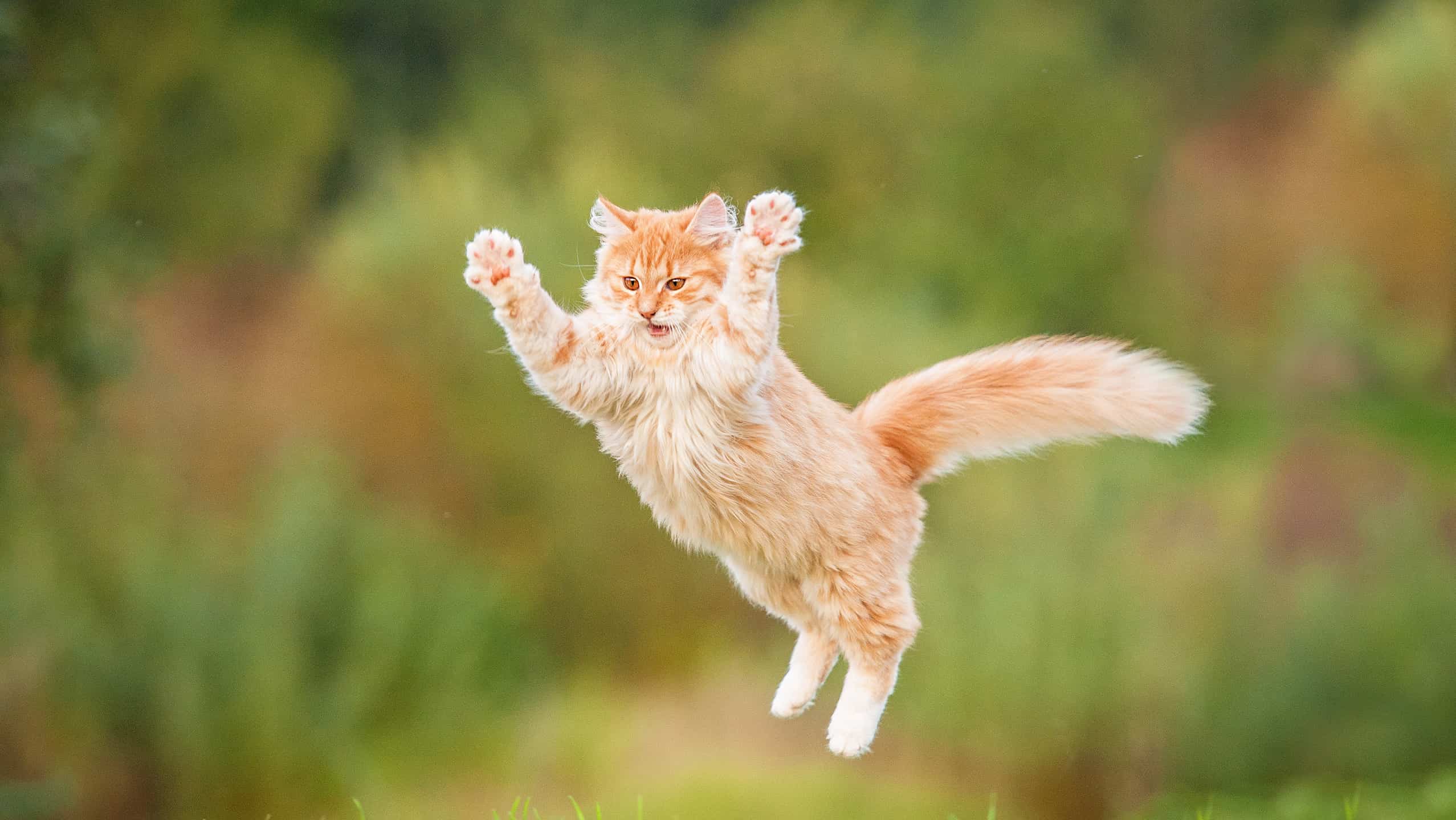 Funny red cat flying in the air in autumn