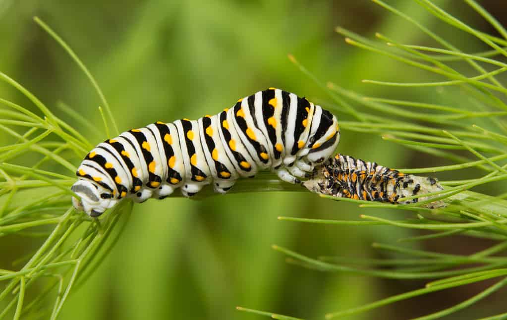 Black Swallowtail butterfly caterpillar eating his molted skin for extra nutrition. The caterpillar is white with black and yellow ends (stripes). The caterpillar is horizontal in the frame, facing right. Its discard shell is in the right frame.