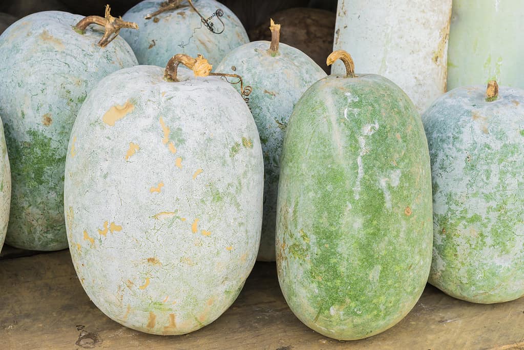 Winter Melon, White Gourd, Winter Gourd, Ash Gourd,Benincasa hispida. Rather large, oblong gourds. The look a bit like boring watemelons. The are standing on end. They look rather waxy. 