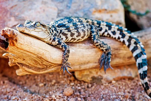 Can Crocodiles Climb Trees? - A-Z Animals