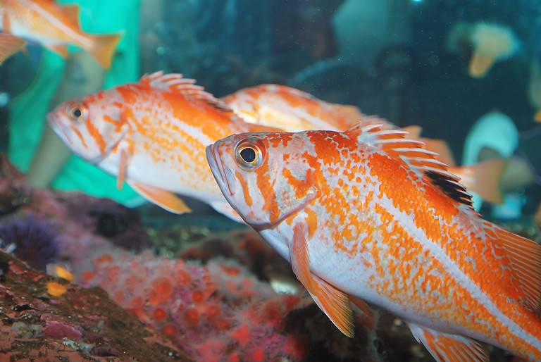 Two Pacific Ocean Perch or Rockfish