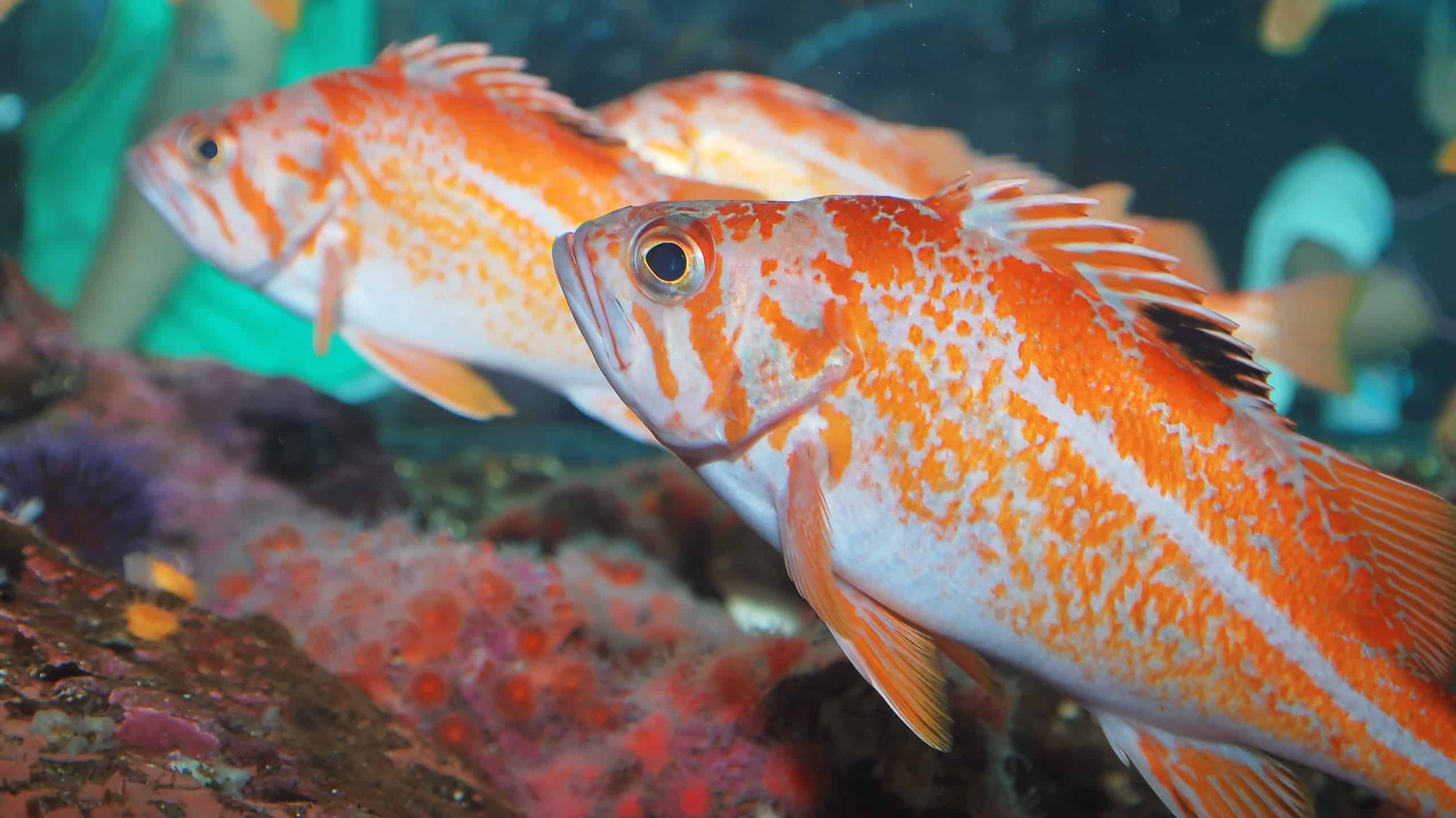 Ocean Perch Fish Facts  Sebastes alutus - A-Z Animals