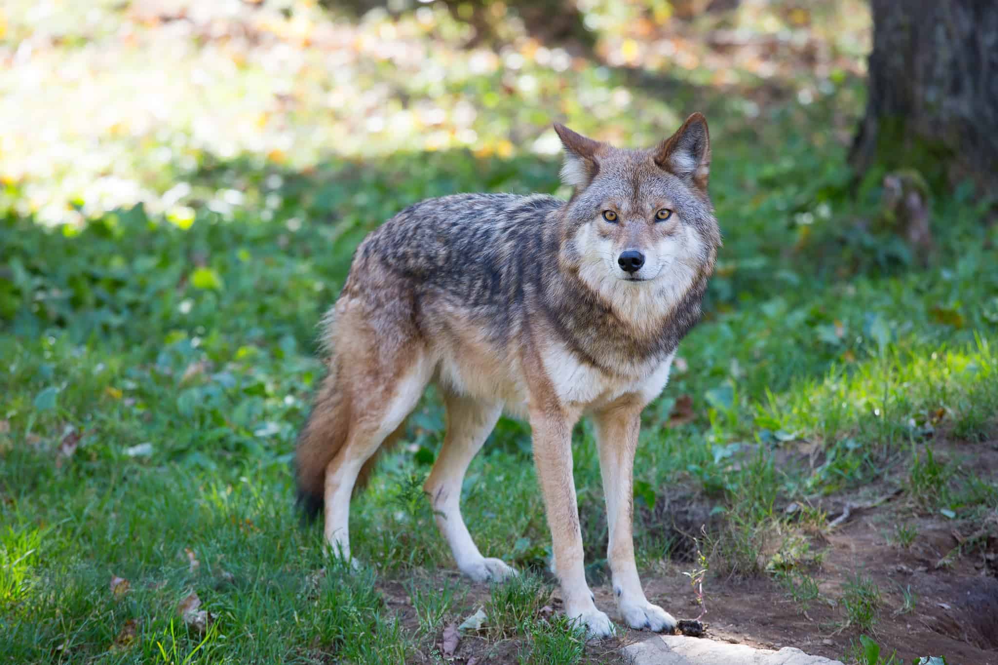 Discover The 6 Largest Wolves Roaming The United States - A-Z Animals