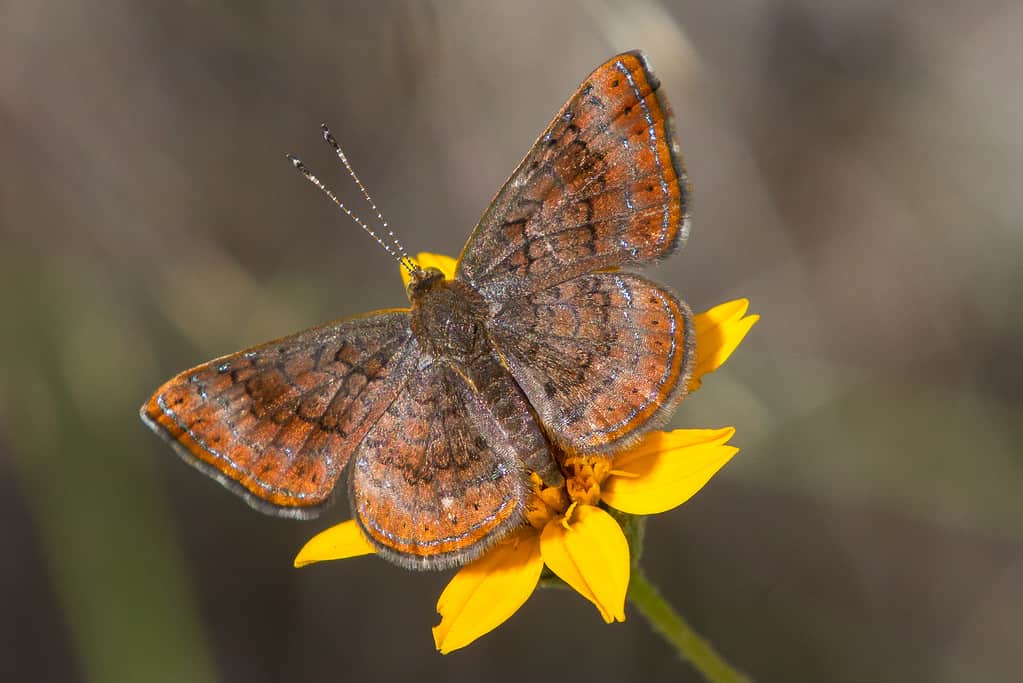 Northern metalmark, Calephelis