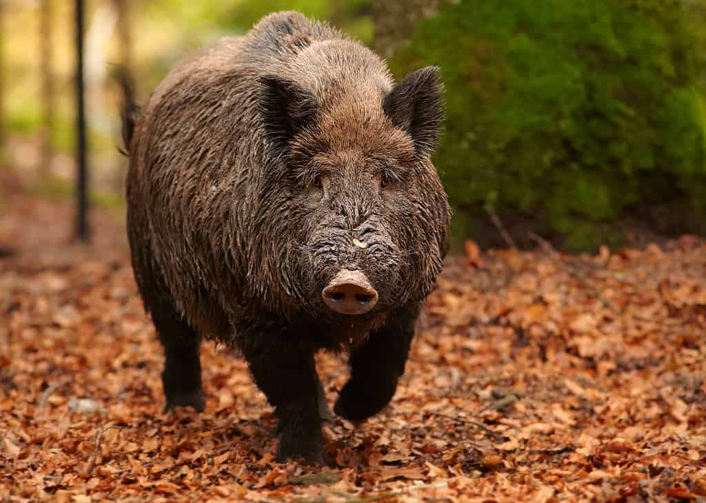 Close up portrait of big male Sus scrofa Wild boar in autumn beech forest coming directly to camera. Colorful fallen orange leaves on the ground,blurred trees in background. European lowland forest.