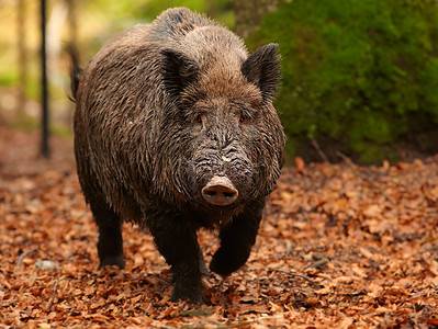 A The Largest Ever Feral Hog Weighed More Than 2 Black Bears – Here Is How It Grew So Big
