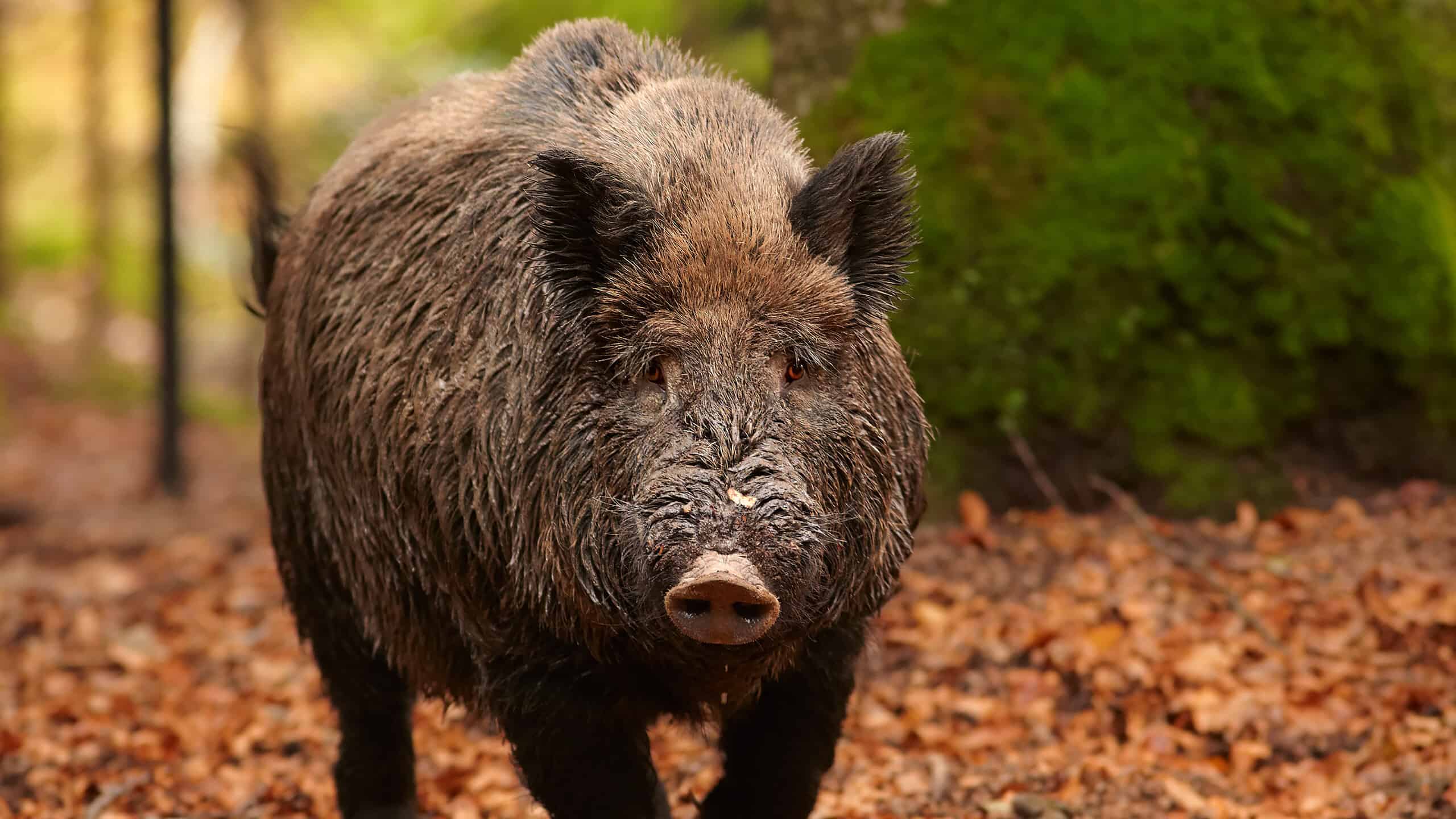 Wild Boars in South Carolina: Population and Hunting Rules