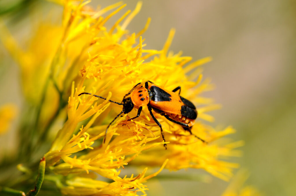 Brown bug working on goldenrod - A black-speckled brown bug (soldier beetle)(cantharidae or leatherwing) working hard on a bunch of yellow flowers (Rabbitbrush) (Asteraceae-Chrysothamnus nauseosus).