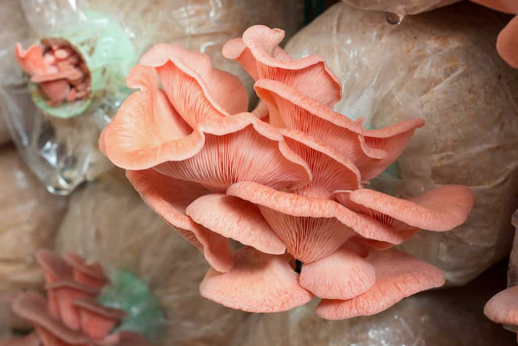 Pleurotus djamor, Pink Oyster mushroom