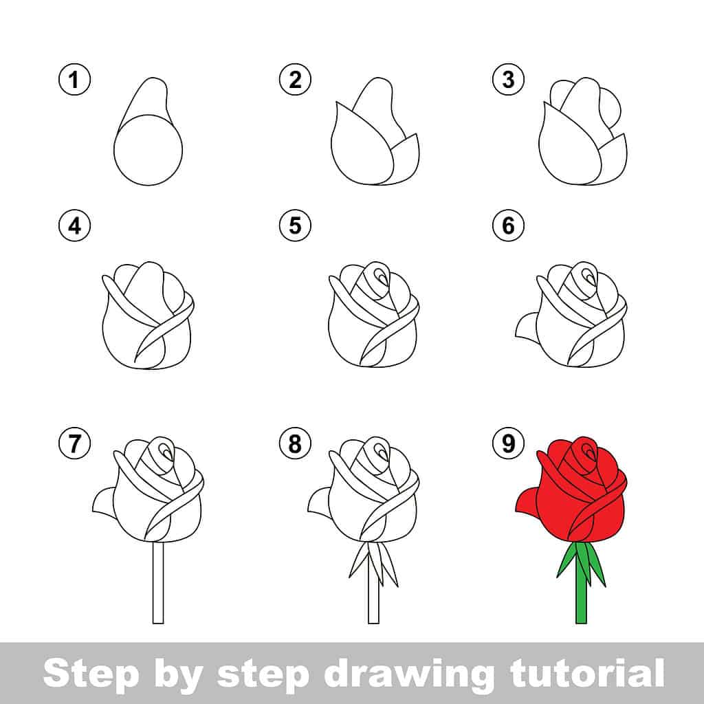 Step-by-step guide on how to draw a simple rose.