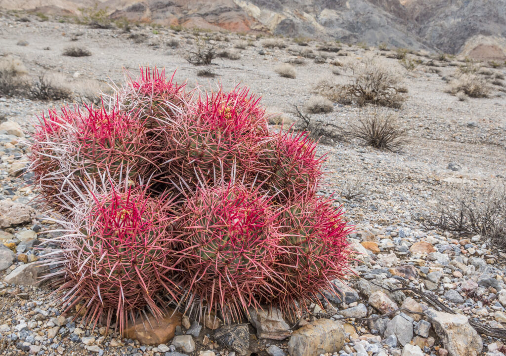 Barrel cactus in Death Valley National Park, California, USA
