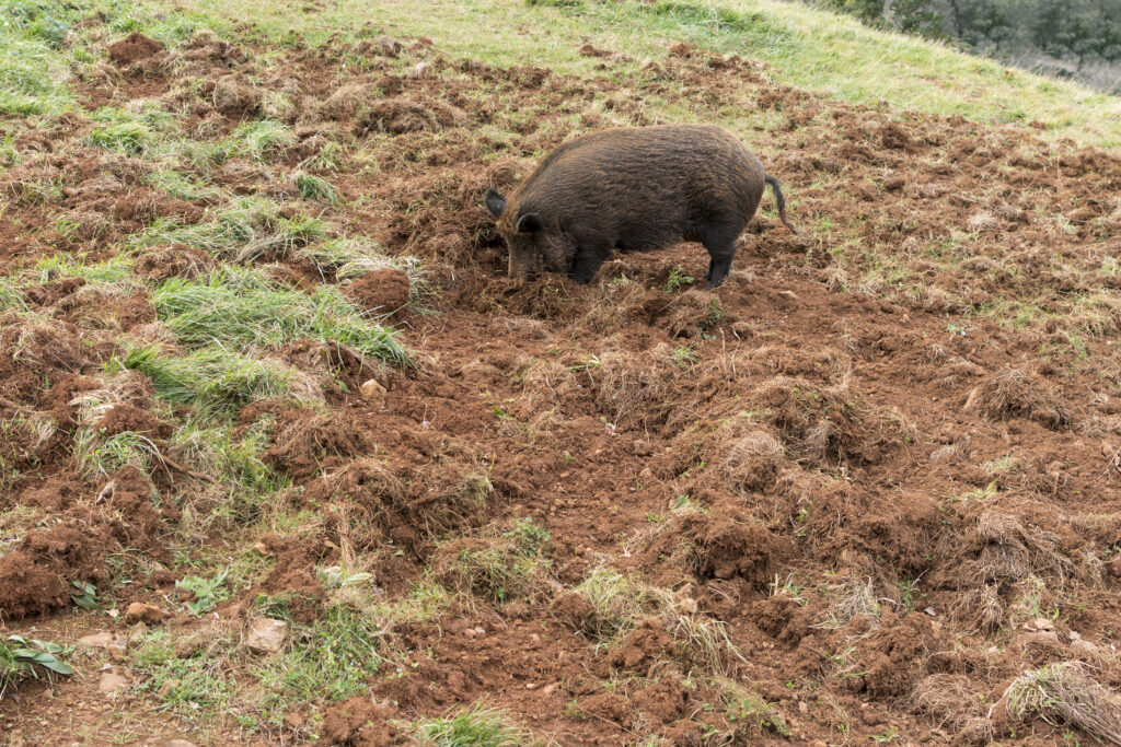 Wild boar rooting
