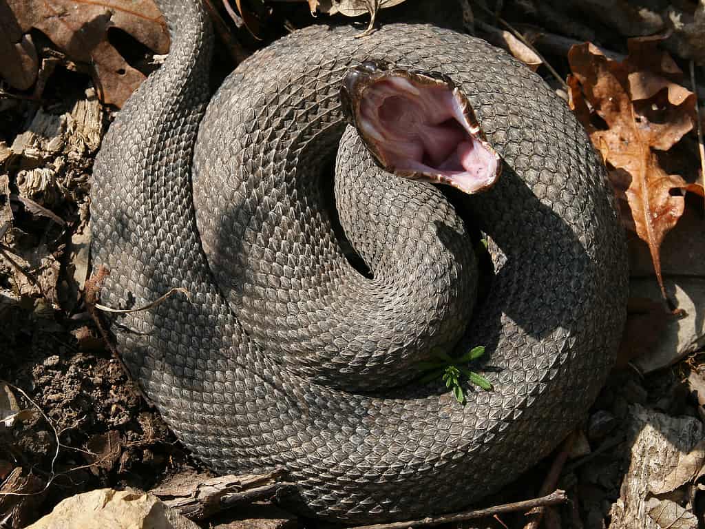 Western cottonmouth snake isolated