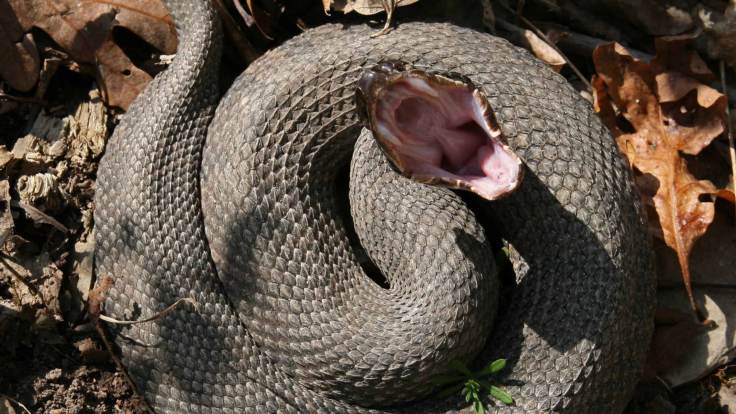 Western cottonmouth snake isolated