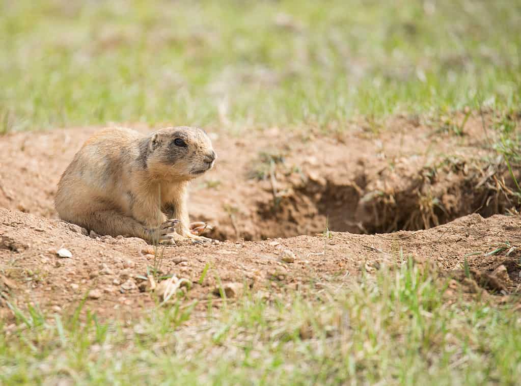 Utah prairie dog (Cynomys parvidens) sitting near the hole in Bryce Canyon National Park.