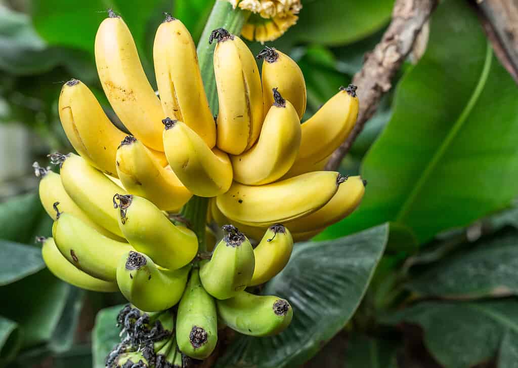 Ripe Bananas on the Palm