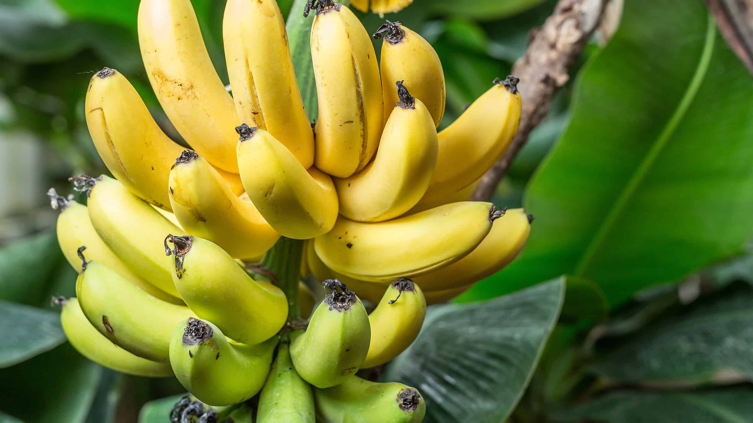 Ripe Bananas on the Palm