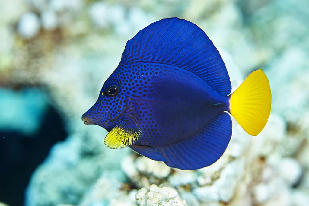 Purple Tang Fish