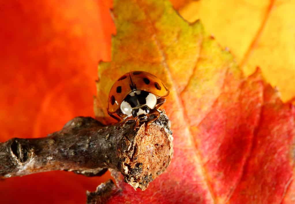 Nine Spotted Lady Bug on maple leaves