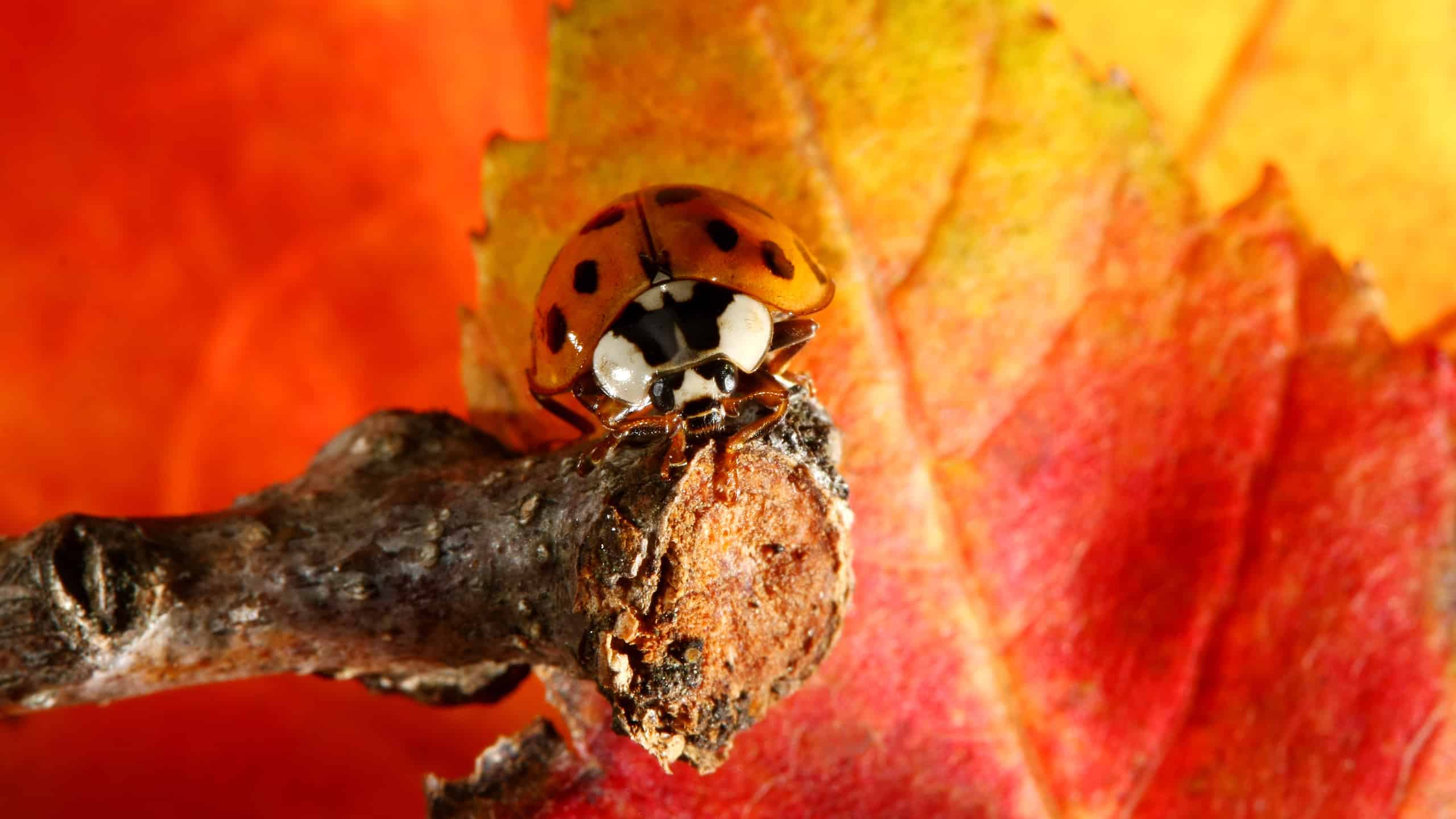 Nine Spotted Lady Bug on maple leaves