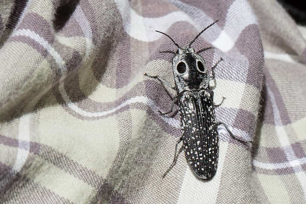Eyed Click Beetle, Alaus oculatus
